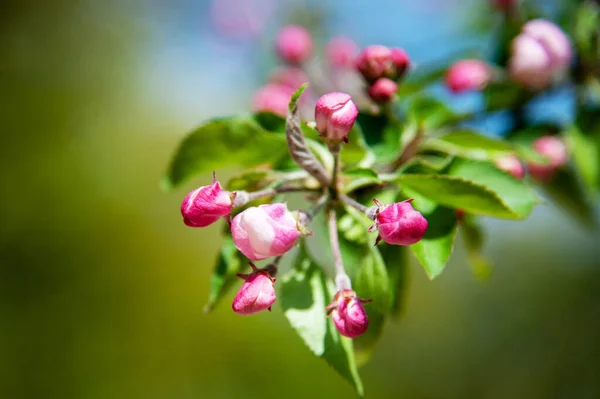 Manzano Floreciente Jardín Primavera Primer Plano Las Flores Rosadas Árbol — Foto de Stock