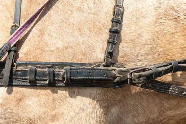 Fechar Torneira Carruagem Puxada Cavalo — Fotografia de Stock