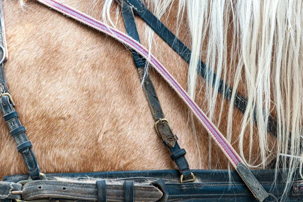Fechar Torneira Carruagem Puxada Cavalo — Fotografia de Stock