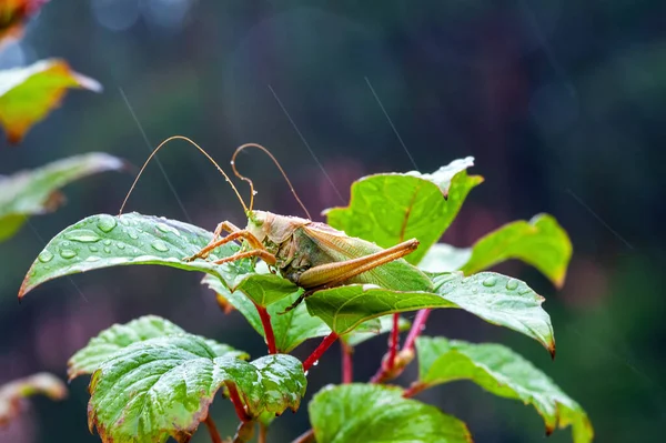 Heuschrecken Grashüpfer Eine Unterschiedliche Heuschrecke Hängt Auf Einer Sommerwiese Herum — Stockfoto