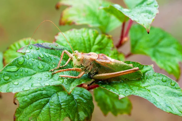 Gafanhoto Grass Hopper Gafanhoto Diferencial Num Prado Verão — Fotografia de Stock