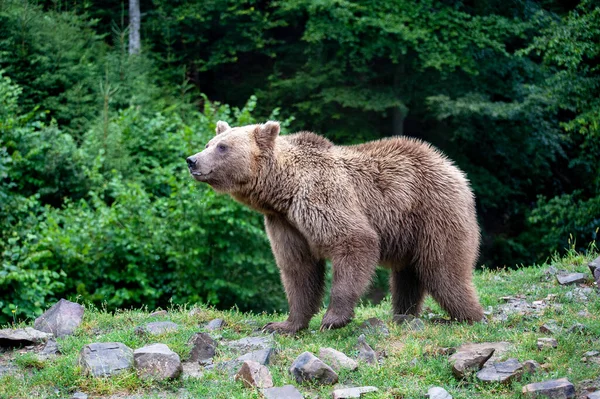 Wild Brown Bear Ursus Arctos Летнем Лесу — стоковое фото