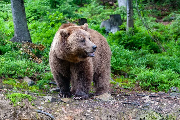 Wild Brown Bear Ursus Arctos Летнем Лесу — стоковое фото