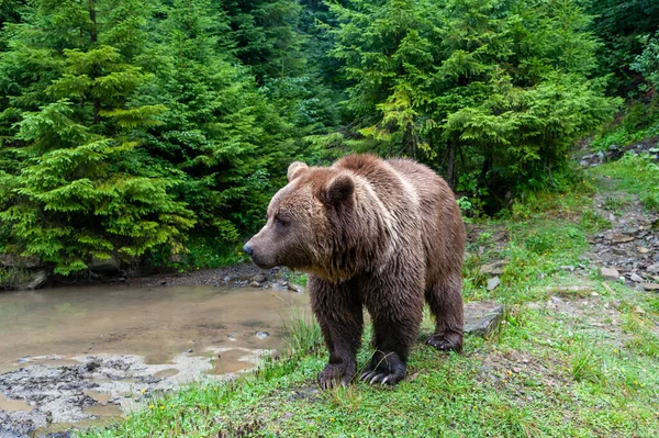 Wild Brown Bear Ursus Arctos Summer Forest Stock Image