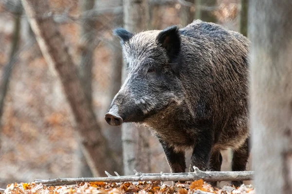 Sanglier Sur Fond Forêt Automne Photo Nature Sauvage — Photo