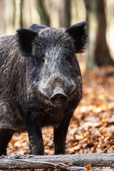 Sanglier Sur Fond Forêt Automne Photo Nature Sauvage — Photo