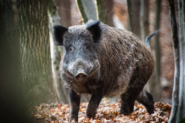 Wilde Zwijnen Achtergrond Van Het Herfstbos Foto Van Wilde Natuur — Stockfoto