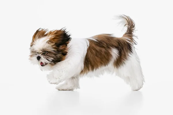 Un simpatico, divertente cane marrone bianco, piccolo Shih Tzu isolato su sfondo bianco studio. Concetto di vita animale, cura, responsabilità per gli animali domestici — Foto Stock