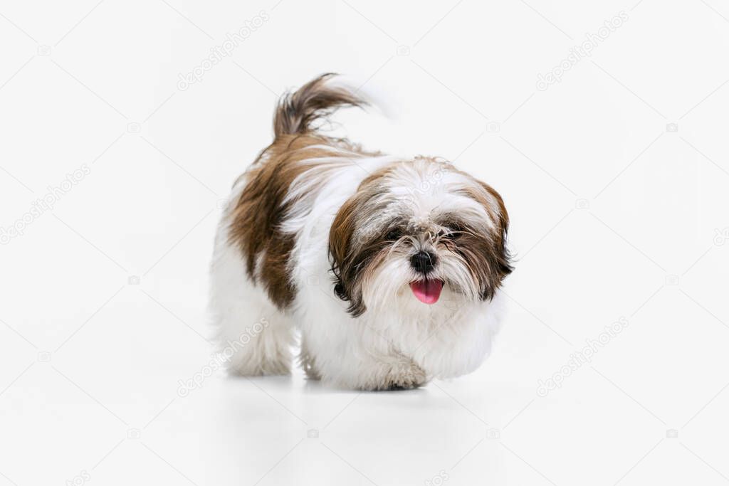 Portrait of cute, beautiful white brown dog, little Shih Tzu isolated over white studio background. Concept of animal life, care, responsibility for pets. Looks happy, delighted. Copy space for ad