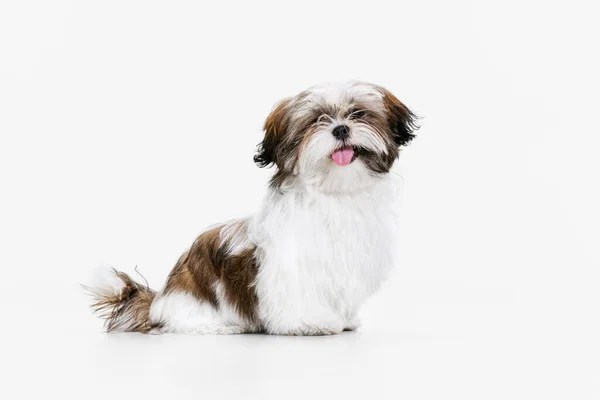 Şirin beyaz köpek portresi, beyaz stüdyo arka planında izole edilmiş küçük köpek yavrusu Shih Tzu. Hayvan hayatı kavramı, bakım, evcil hayvanlar için sorumluluk — Stok fotoğraf