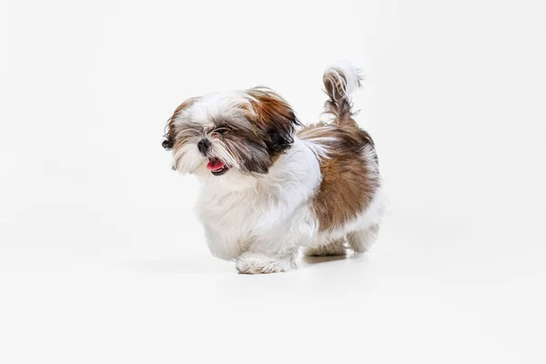 Şirin beyaz köpek portresi, beyaz stüdyo arka planında izole edilmiş küçük köpek yavrusu Shih Tzu. Hayvan hayatı kavramı, bakım, evcil hayvanlar için sorumluluk — Stok fotoğraf