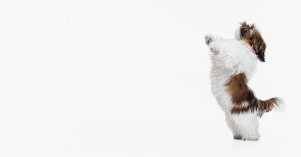 Petit chiot, mignon chien Shih Tzu brun blanc se tient sur ses pattes arrière isolé sur fond de studio blanc. — Photo