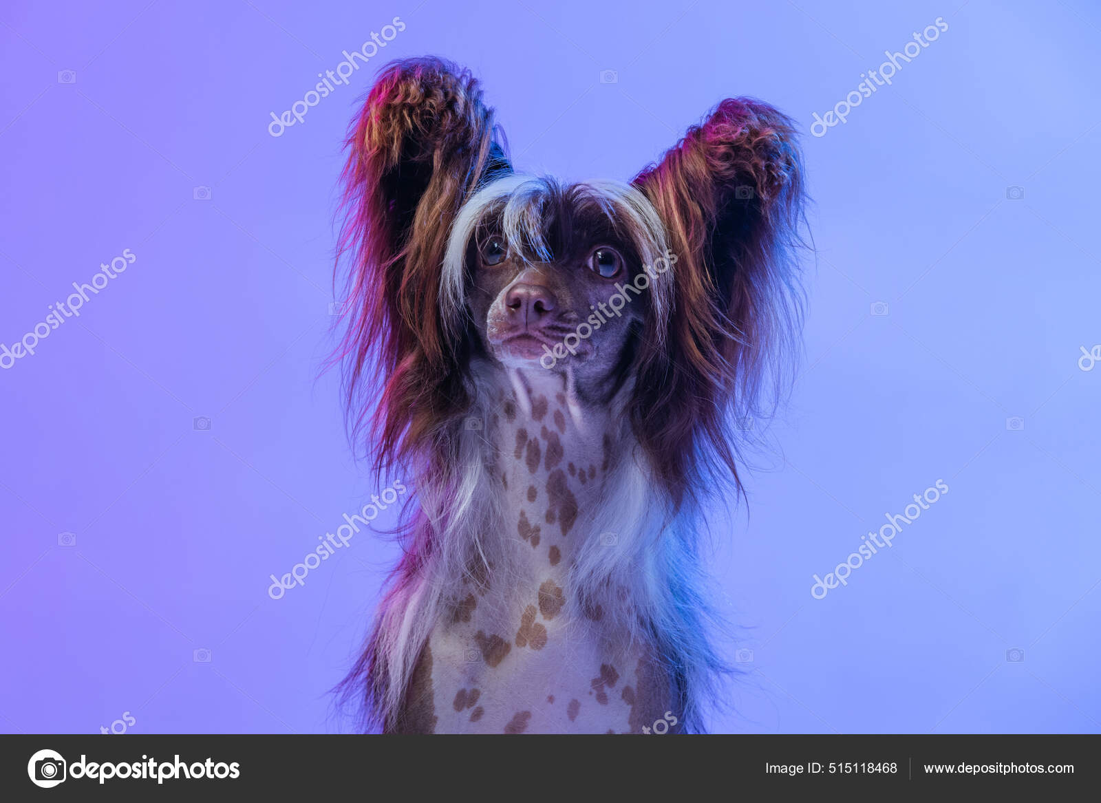 Portrait of adorable cute dog, Chinese Crested Dog looking at