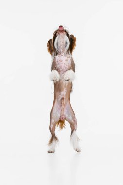 Güzel bir soylu köpek, Çin armalı köpek beyaz stüdyo arka planında izole bir şekilde arka ayakları üzerinde duruyor..