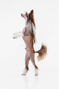 Güzel bir soylu köpek, Çin armalı köpek beyaz stüdyo arka planında izole bir şekilde arka ayakları üzerinde duruyor..