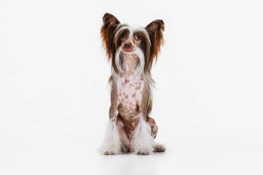 Güzel bir köpek portresi, beyaz stüdyo arka planında izole edilmiş Çin armalı bir köpek..