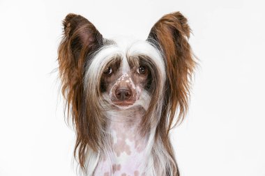 Yakından güzel bir köpek, Çin armalı bir köpek beyaz stüdyo arka planında izole edilmiş kameraya bakıyor..