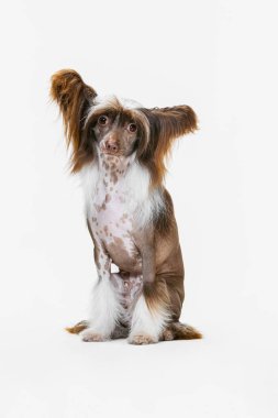 Güzel bir köpek portresi, beyaz stüdyo arka planında izole edilmiş Çin armalı bir köpek..