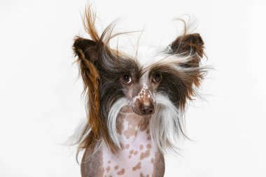 Yakından güzel bir köpek, Çin armalı bir köpek beyaz stüdyo arka planında izole edilmiş kameraya bakıyor..
