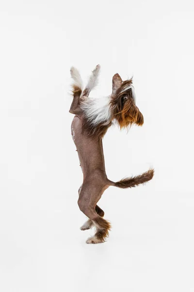 Ein schöner Rassehund, Chinese Crested Dog steht isoliert auf seinen Hinterbeinen über weißem Studiohintergrund. — Stockfoto