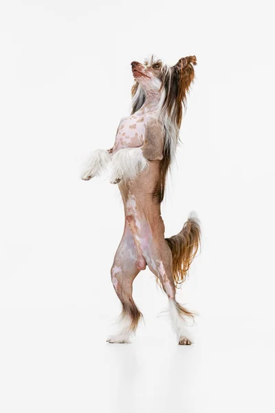 Un beau chien pedigree, Chinese Crested Dog se tient sur ses pattes arrière isolées sur fond de studio blanc. — Photo