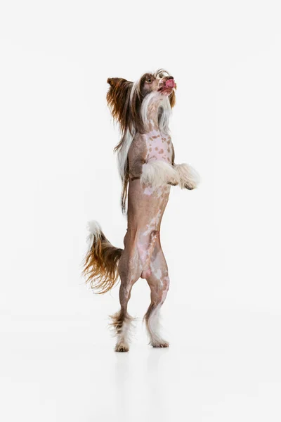 Jeden krásný rodokmen pes, čínský chocholatý pes stojí na zadních nohou izolovaných přes bílé studio pozadí. — Stock fotografie