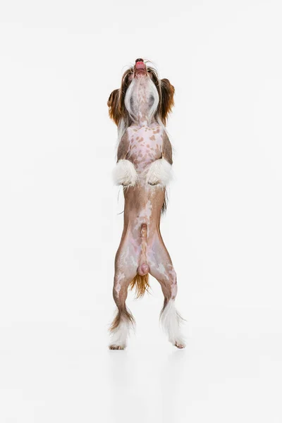 Un hermoso perro genealógico, Chinese Crested Dog está parado en sus patas traseras aislado sobre fondo blanco del estudio. — Foto de Stock