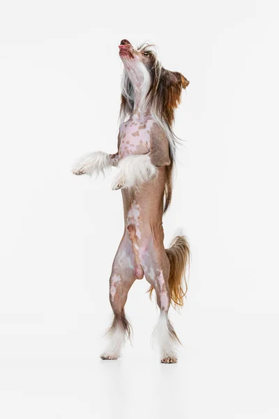 Jeden krásný rodokmen pes, čínský chocholatý pes stojí na zadních nohou izolovaných přes bílé studio pozadí. — Stock fotografie
