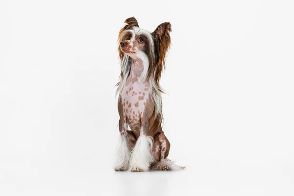 Porträt eines schönen Stammhundes, Chinese Crested Dog posiert isoliert auf weißem Studiohintergrund. — Stockfoto
