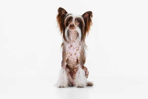 Portrait of beautiful pedigree dog, Chinese Crested Dog posing isolated over white studio background. — Stock Photo, Image