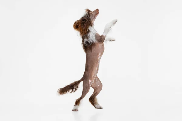 Ein schöner Rassehund, Chinese Crested Dog steht isoliert auf seinen Hinterbeinen über weißem Studiohintergrund. — Stockfoto
