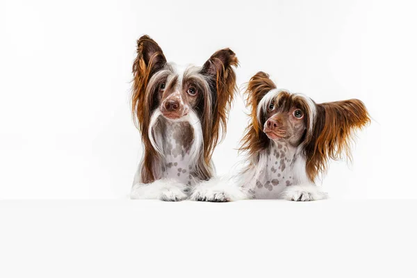 Közelkép pár csodálatos aranyos származású kutyák, kínai Crested Dog pózol elszigetelt fehér stúdió háttér. — Stock Fotó