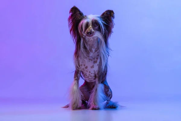 Portrait d'adorable chien mignon, Chien Crested chinois regardant la caméra isolée sur fond studio couleur lilas au néon. — Photo