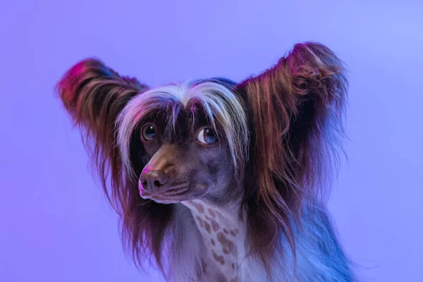 Portrét rozkošný roztomilý pes, čínský chochol pes při pohledu na kameru izolované přes šeříkové barvy studio pozadí v neonovém světle. — Stock fotografie