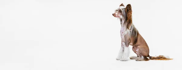 かわいいです血統犬とフライヤー,中国のクレスト犬ポルノの上に隔離された白いスタジオの背景. — ストック写真