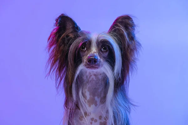 Portrait d'adorable chien mignon, Chien Crested chinois regardant la caméra isolée sur fond studio couleur lilas au néon. — Photo