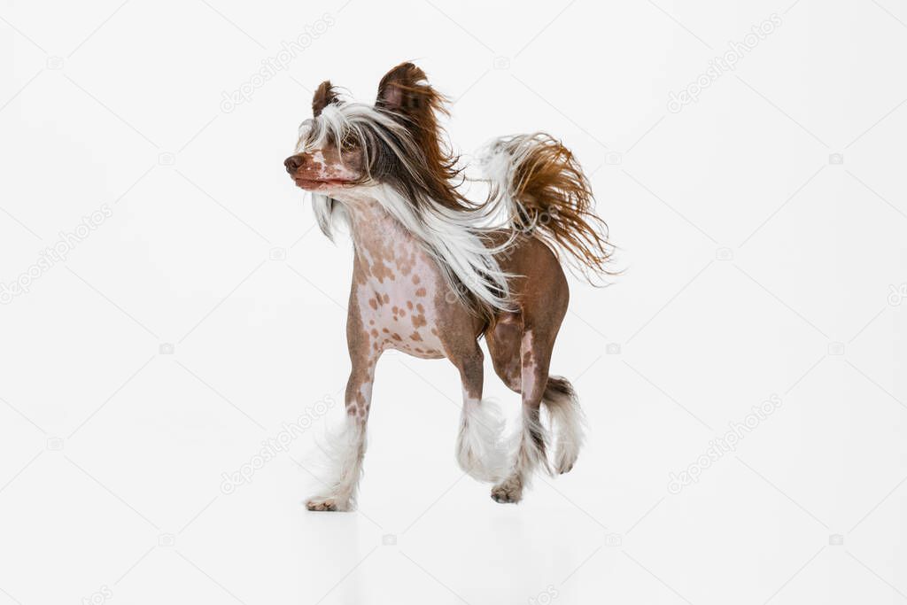 Portrait of adorable pedigree dog, Chinese Crested Dog running isolated over white studio background.