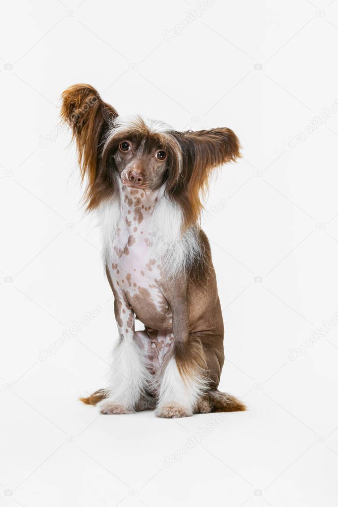 Portrait of beautiful pedigree dog, Chinese Crested Dog posing isolated over white studio background.