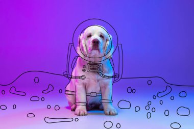 Çağdaş sanat eserleri. Şirin, büyük bir köpek oturuyor ve kameraya bakıyor. Neon mavisi stüdyo arkaplanından izole edilmiş, çizimleri olan..