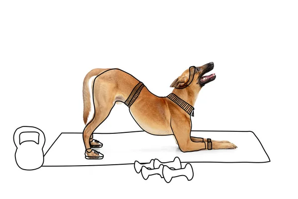 Opere d'arte. Ritratto di simpatico cane di razza che fa esercizi mattutini isolato su sfondo bianco studio con disegni. — Foto Stock