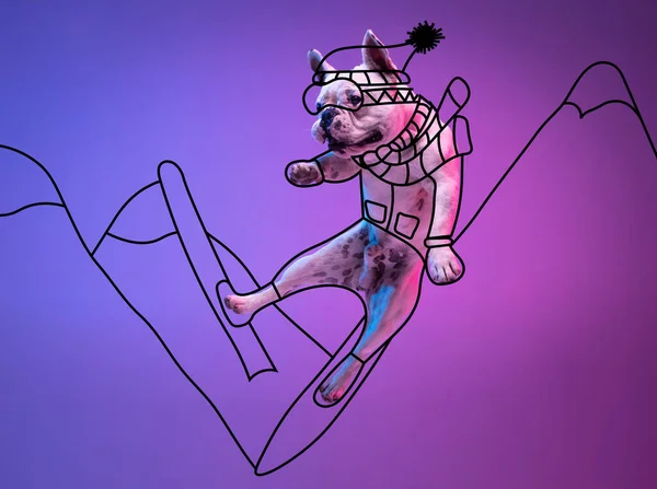 Kunstwerk. Ein niedlicher kleiner Hund, Bulldogge Skifahren isoliert auf Steigung neon rosa blau Studio Hintergrund mit Zeichnungen. — Stockfoto