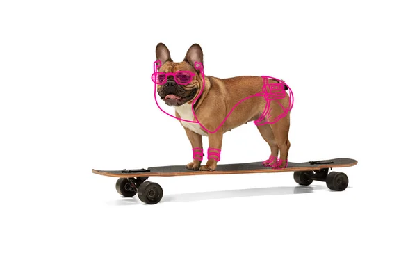 Zeitgenössische Kunst. Ein niedlicher Hund, Bulldogge steht auf Longboard isoliert auf weißem Studiohintergrund mit Zeichnungen. — Stockfoto