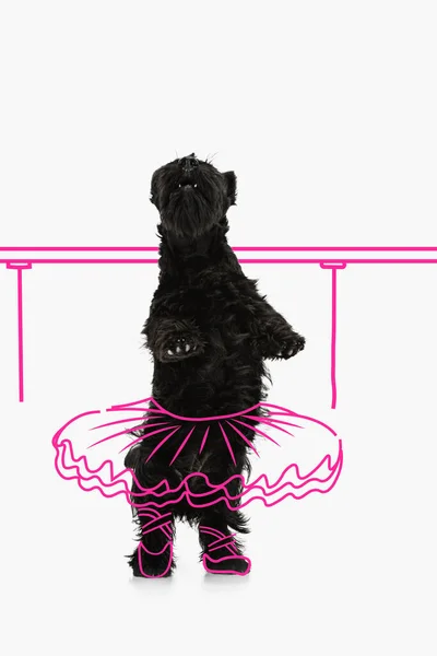 現代美術。かわいいです面白い黒犬ダンスのようなバレリーナ隔離された上の白いスタジオの背景に絵. — ストック写真