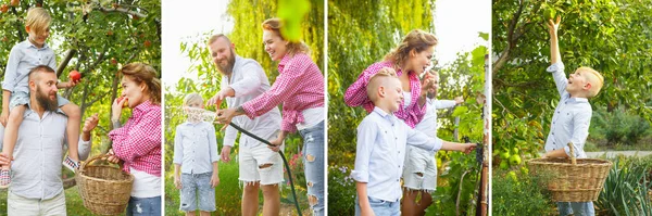Collage von Bildern von glücklicher Familie, Vater, Mutter und Sohn beim Apfelpflücken im Garten. Aktives Lifestyle-Konzept. — Stockfoto