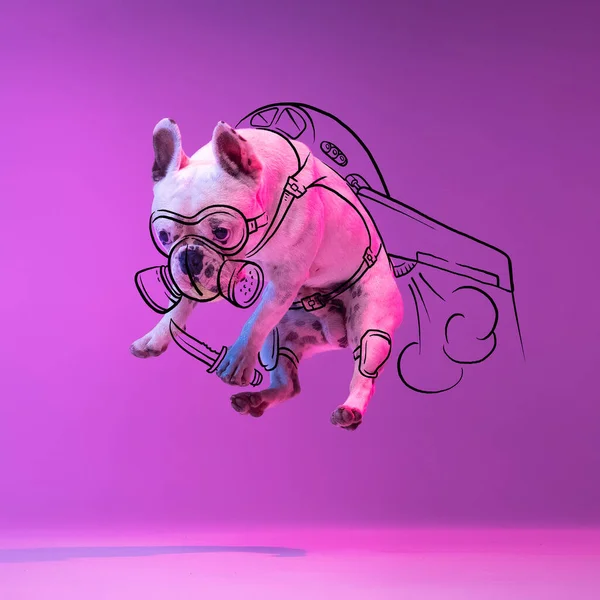 Modern artwork. One cute little dog, bulldog flying, jumping isolated on gradient neon purple studio background with drawings. — Stock Photo, Image