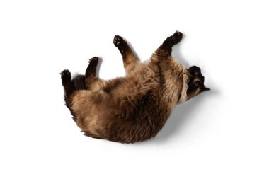 Stüdyo çekimlerinde mavi gözlü güzel Tayland kedisi beyaz stüdyo arka planında izole bir şekilde oynuyor. Hayvan yaşam konsepti