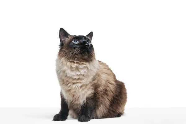 Portrait of beautiful graceful Siamese cat sitting on floor isolated on white studio background. Animal life concept — Stock Photo, Image