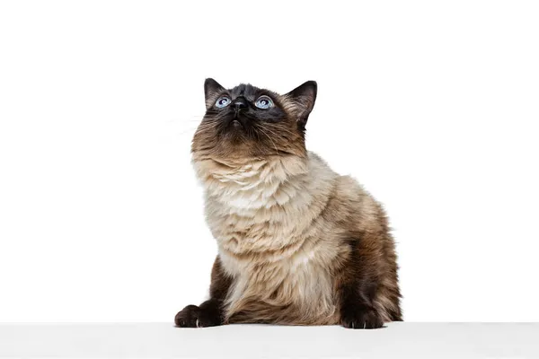 Portrait of beautiful graceful Siamese cat sitting on floor isolated on white studio background. Animal life concept — Stock Photo, Image