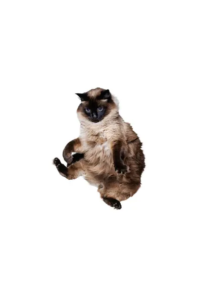 Retrato de belo salto gato siamês gracioso, voando isolado no fundo do estúdio branco. Conceito de vida animal — Fotografia de Stock