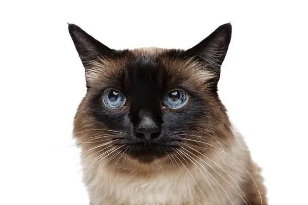 Gros plan portrait d'un beau chat thaï aux yeux bleus isolé sur fond de studio blanc. Concept de vie animale — Photo